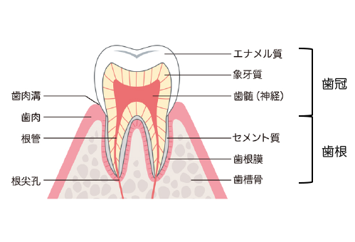 歯の構造